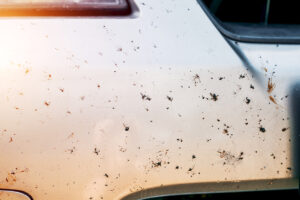 Ako odstrániť hmyz z auta bez poškodenia laku Ako odstrániť hmyz z auta bez poškodenia laku